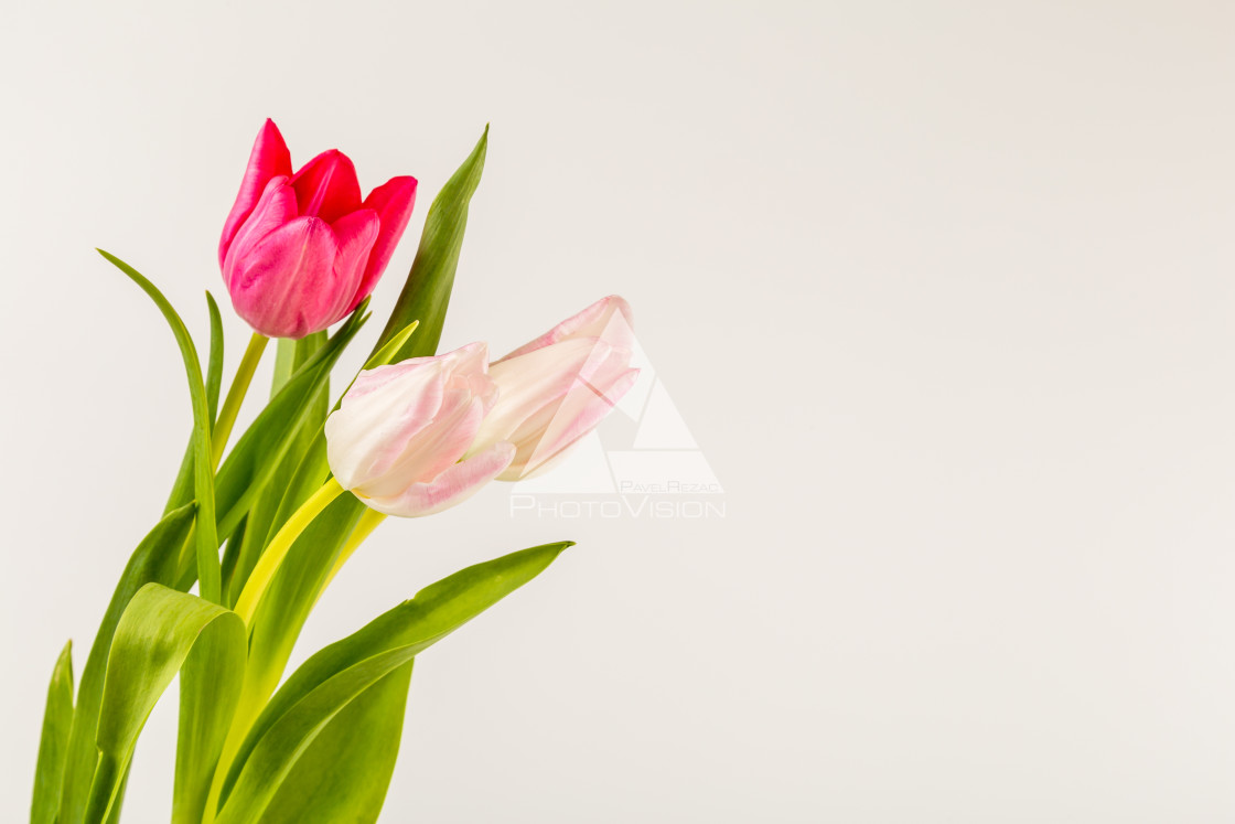 "Fresh spring tulips on white" stock image