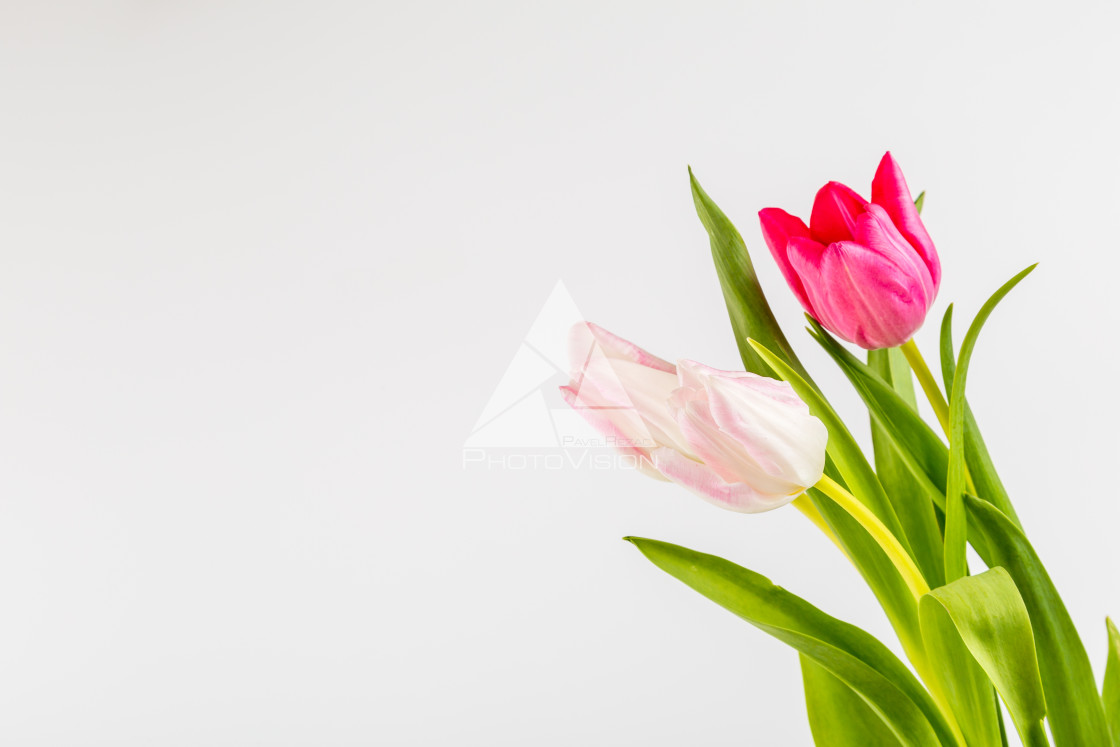 "Fresh spring tulips on white" stock image