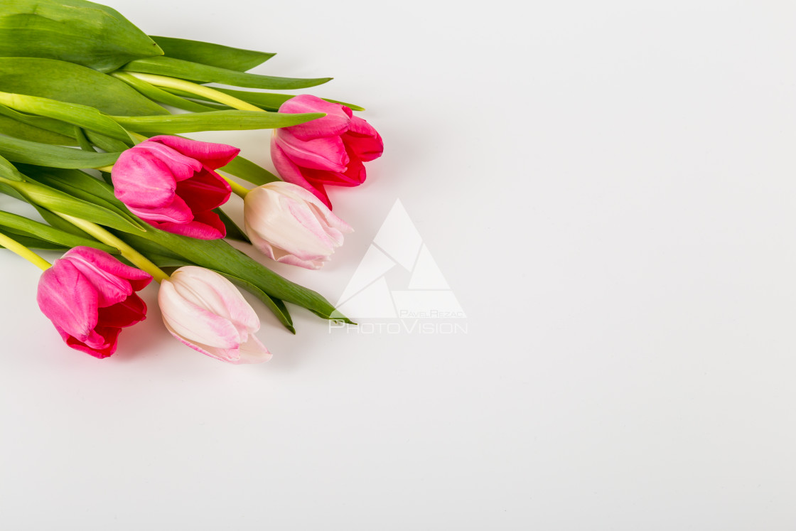 "Fresh spring tulips on white" stock image