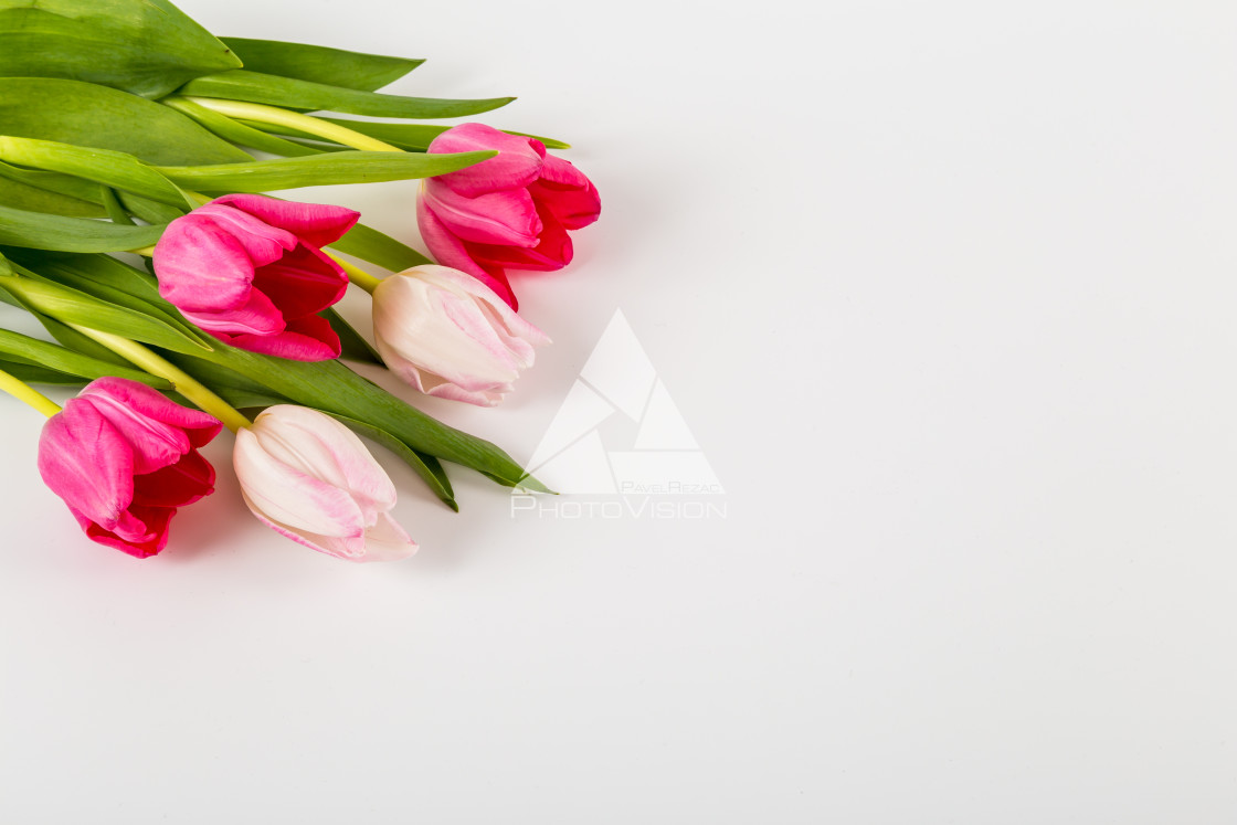 "Fresh spring tulips on white" stock image