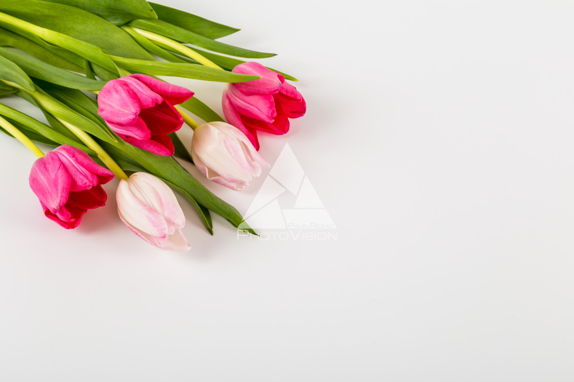 "Fresh spring tulips on white" stock image