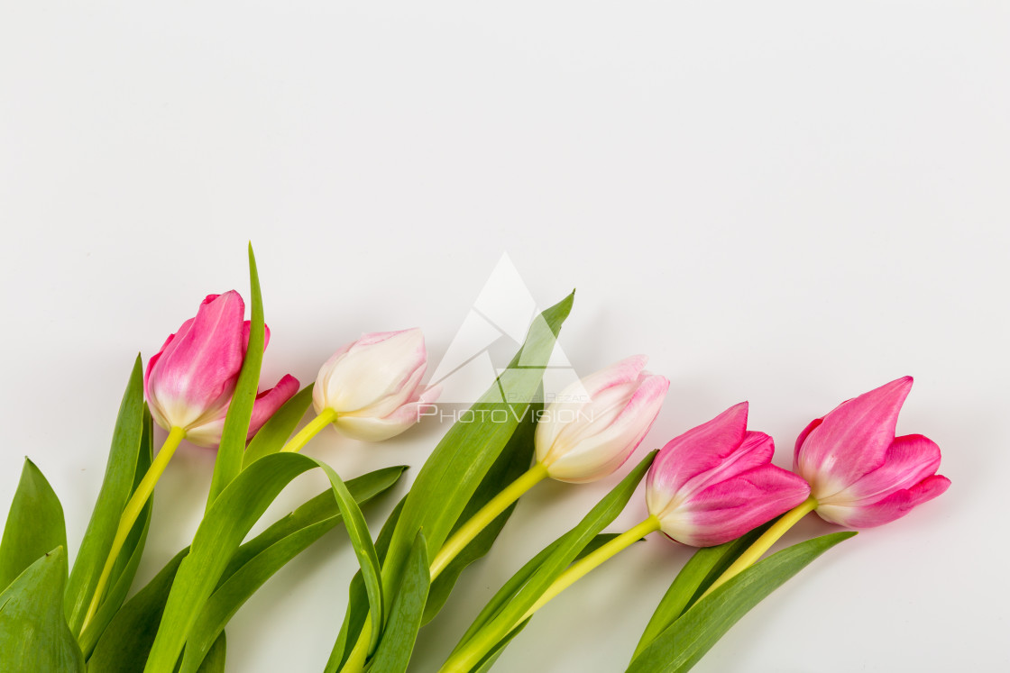 "Fresh spring tulips on white" stock image