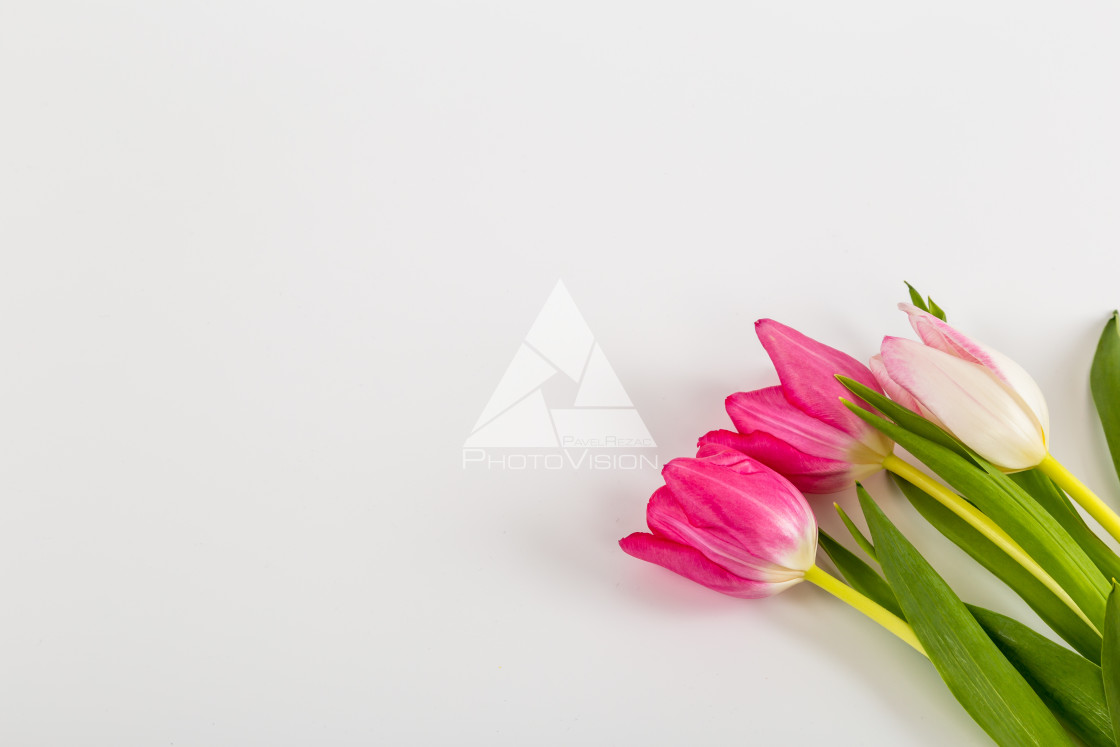 "Fresh spring tulips on white" stock image