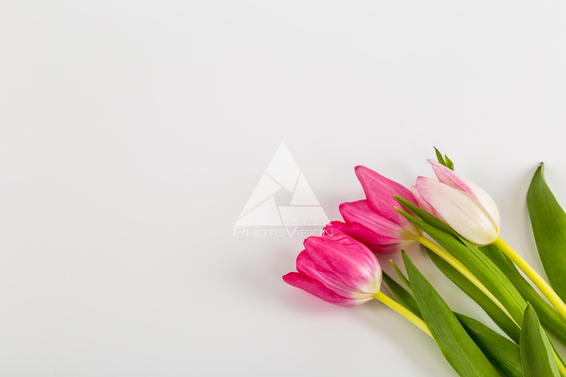 "Fresh spring tulips on white" stock image