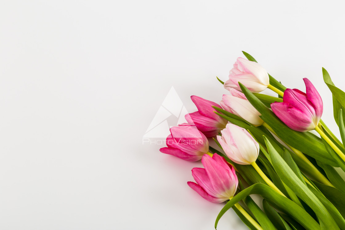 "Fresh spring tulips on white" stock image