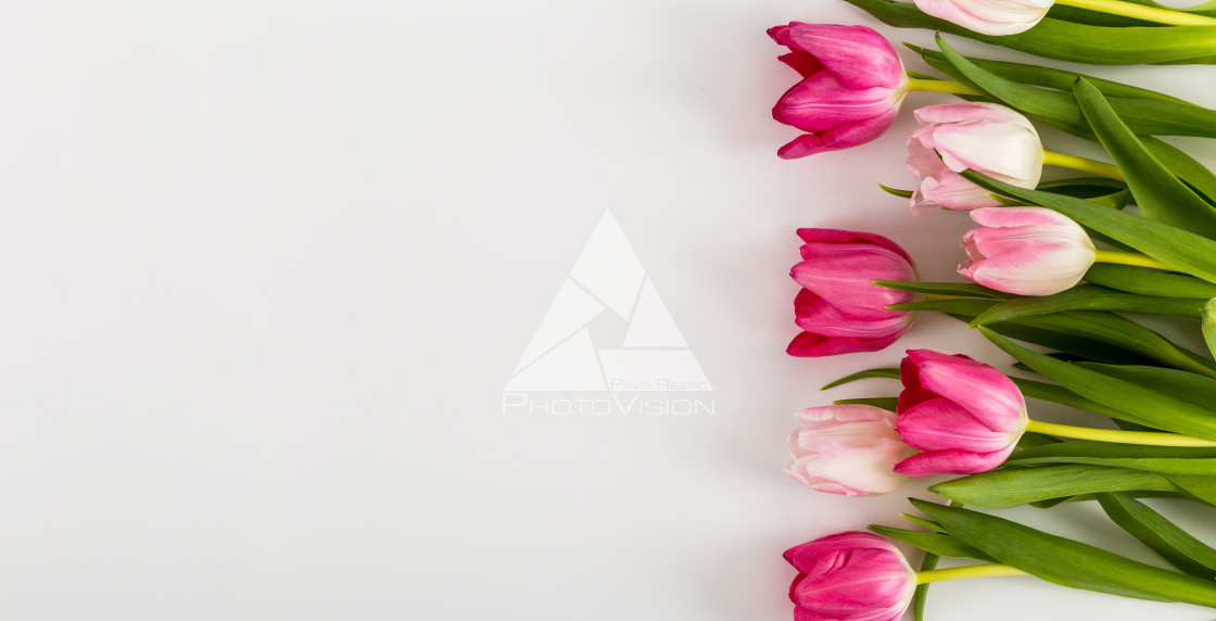 "Fresh spring tulips on white" stock image