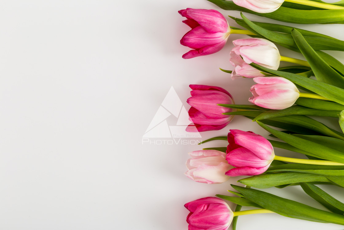 "Fresh spring tulips on white" stock image