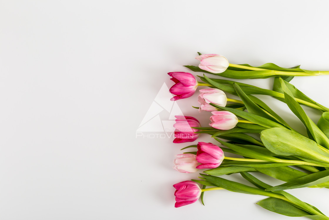 "Fresh spring tulips on white" stock image