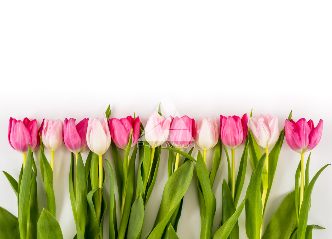 "Fresh spring tulips on white" stock image