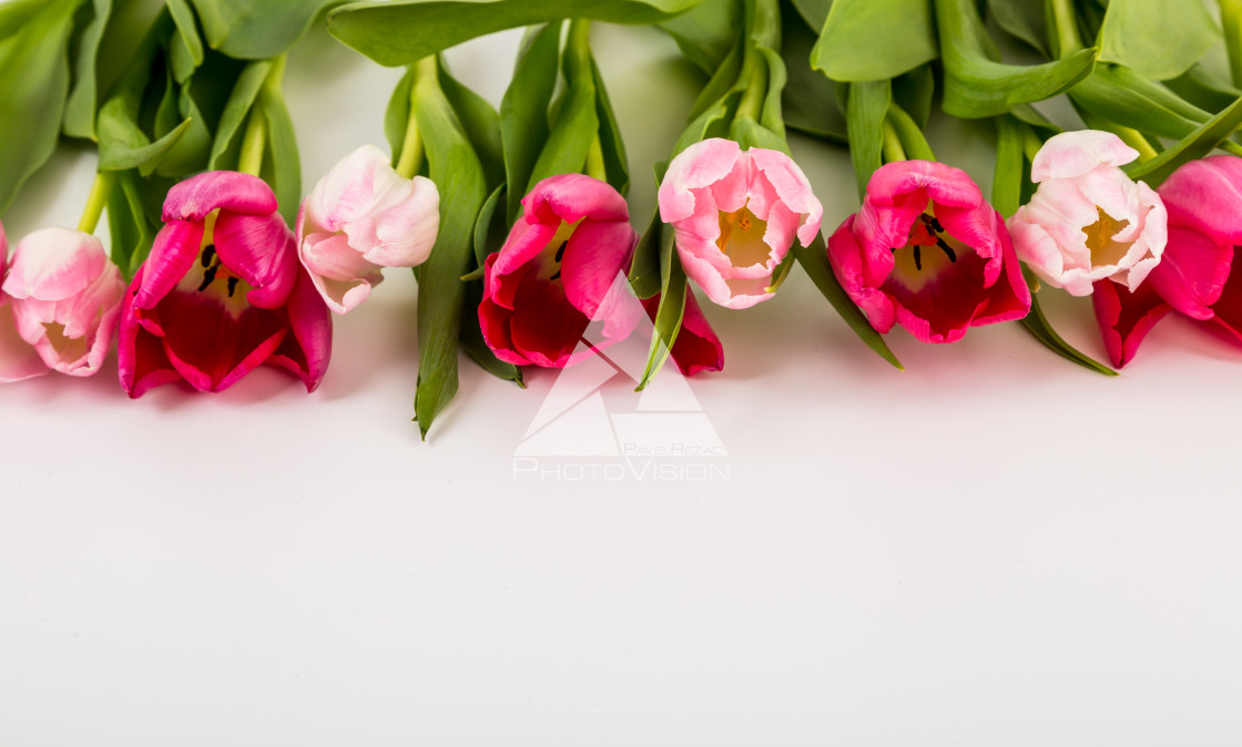 "Fresh spring tulips on white" stock image