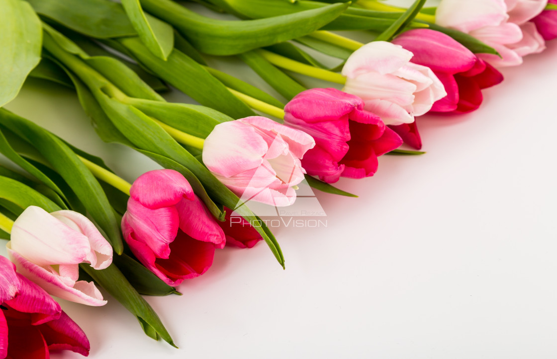 "Fresh spring tulips on white" stock image