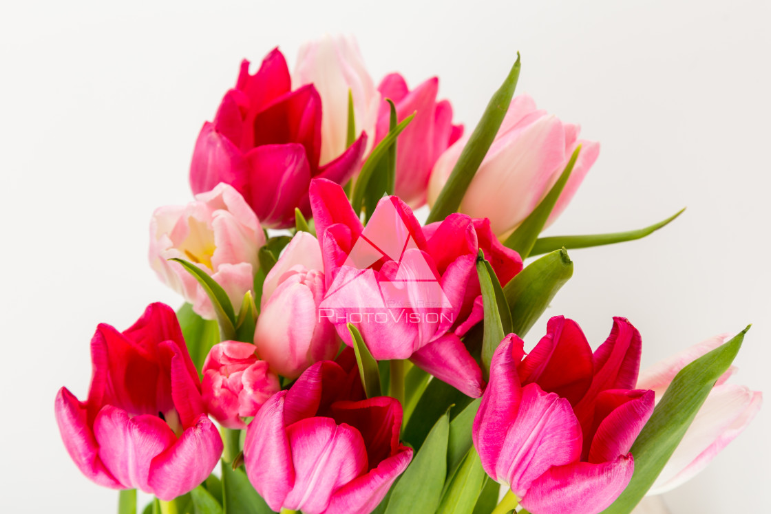 "Fresh spring tulips on white" stock image