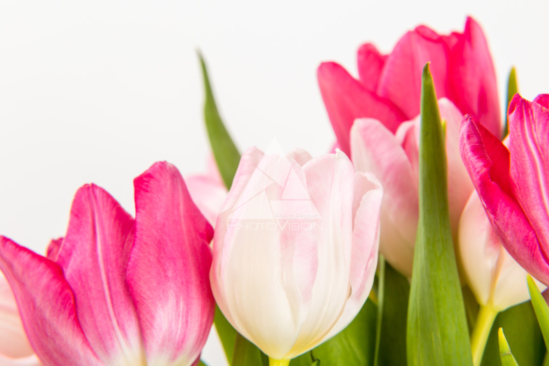 "Fresh spring tulips on white" stock image