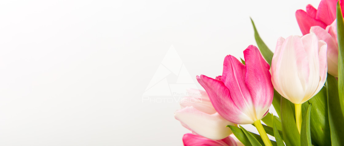 "Fresh spring tulips on white" stock image