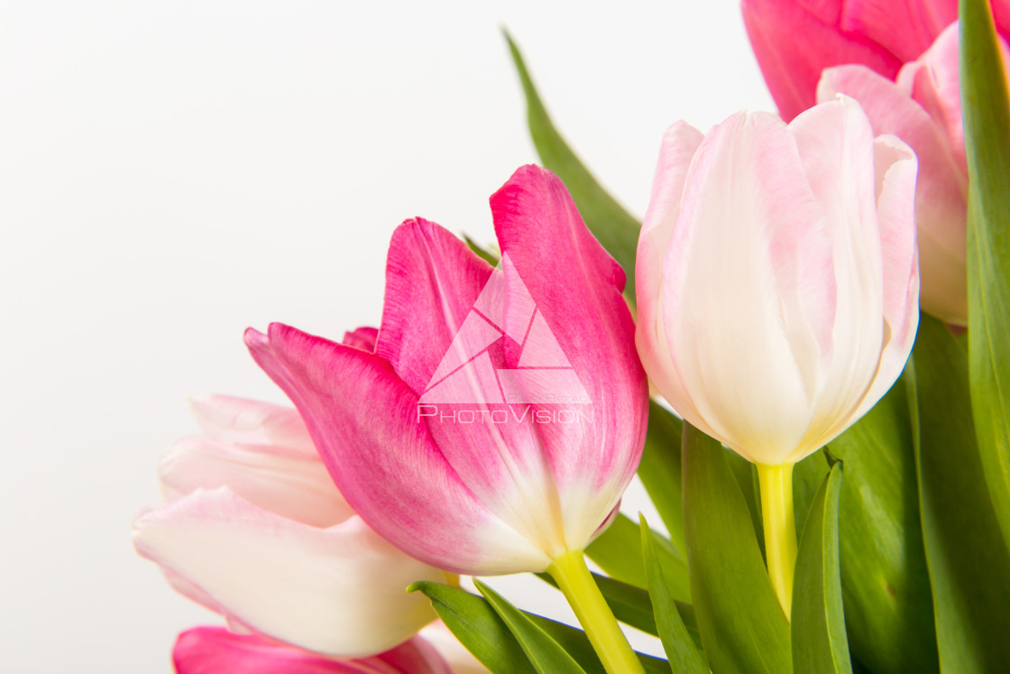 "Fresh spring tulips on white" stock image