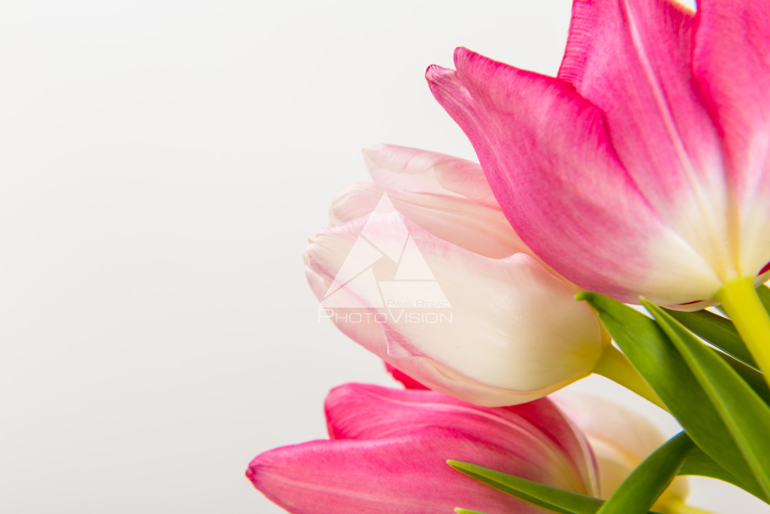 "Fresh spring tulips on white" stock image