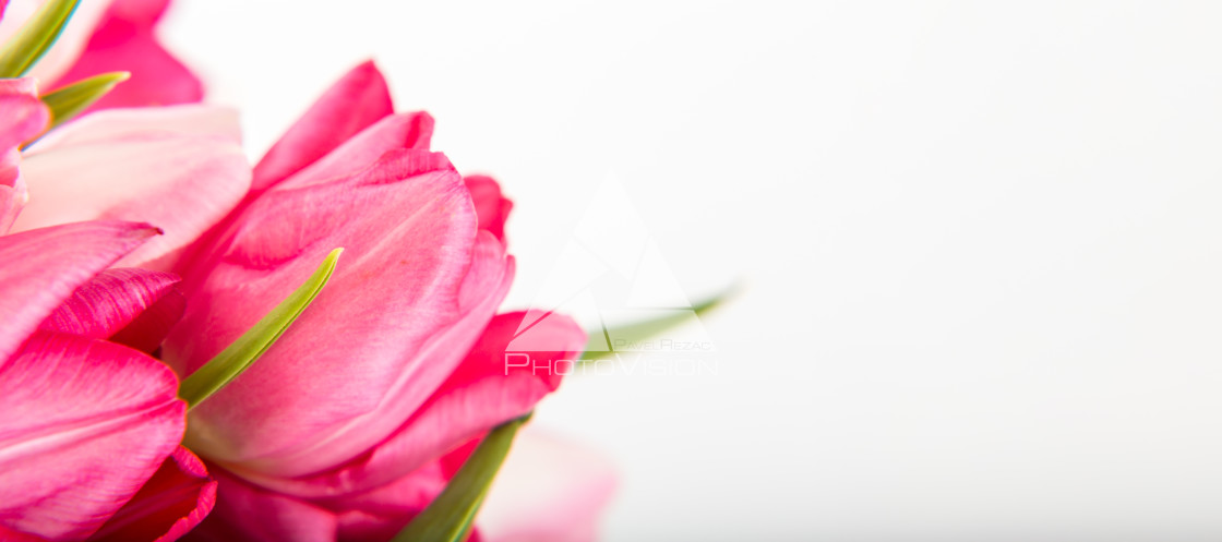 "Fresh spring tulips on white" stock image