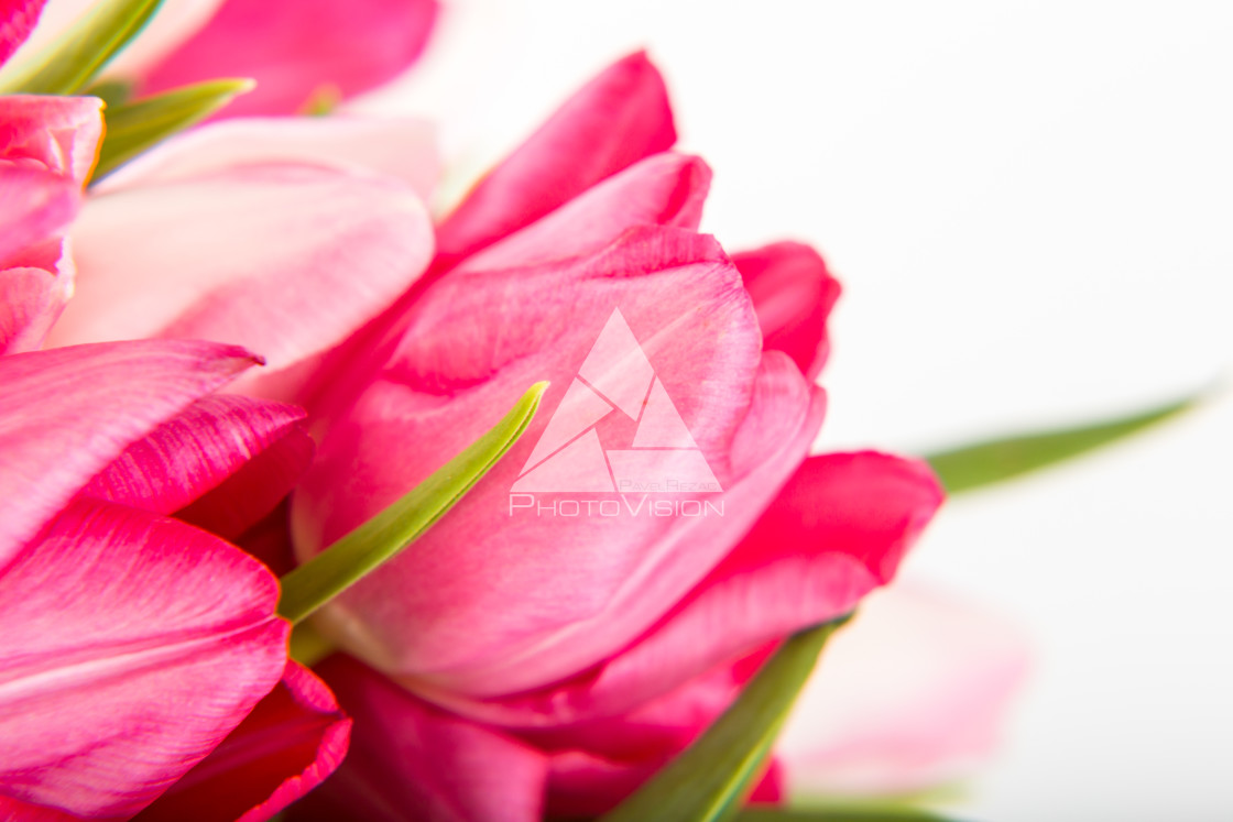 "Fresh spring tulips on white" stock image