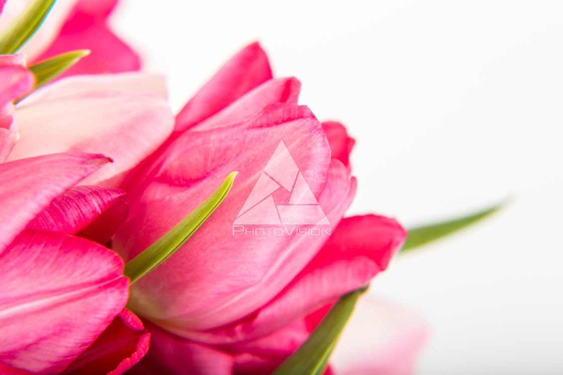 "Fresh spring tulips on white" stock image