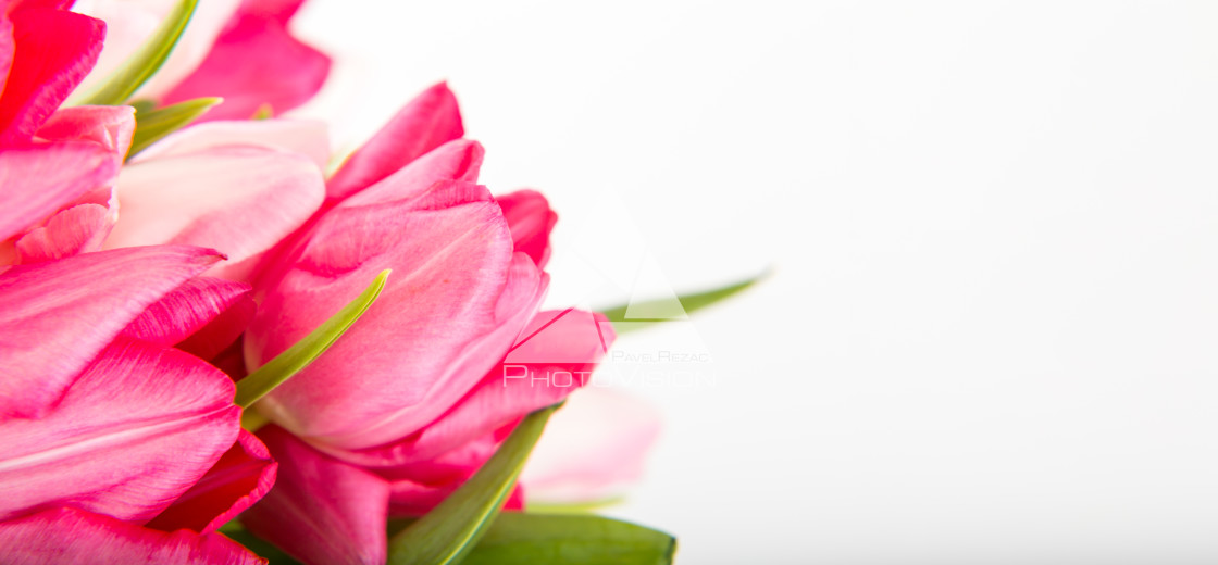 "Fresh spring tulips on white" stock image