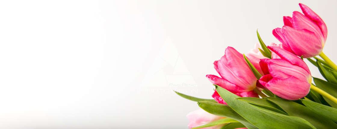 "Fresh spring tulips on white" stock image