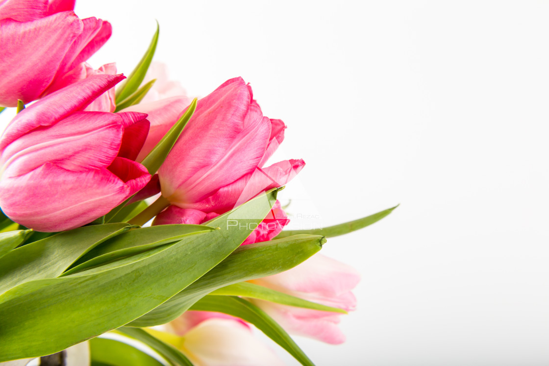 "Fresh spring tulips on white" stock image