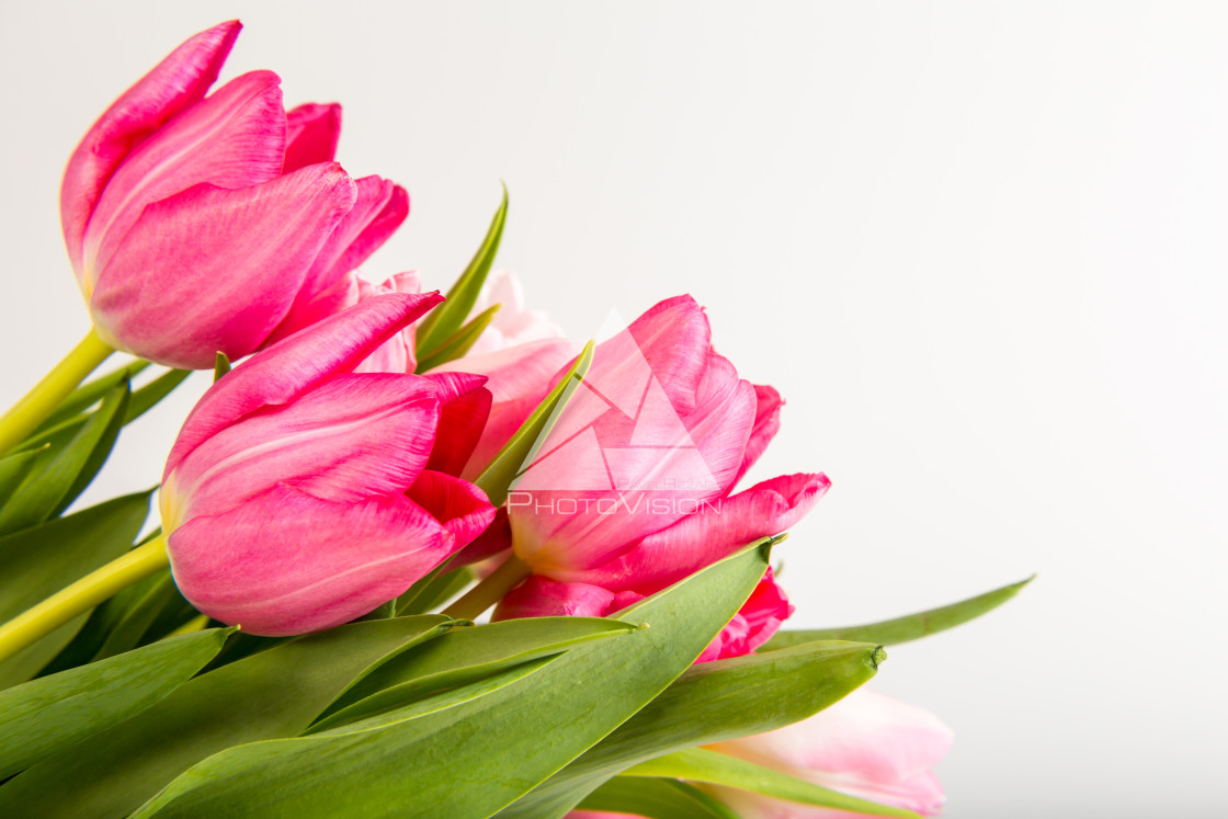 "Fresh spring tulips on white" stock image