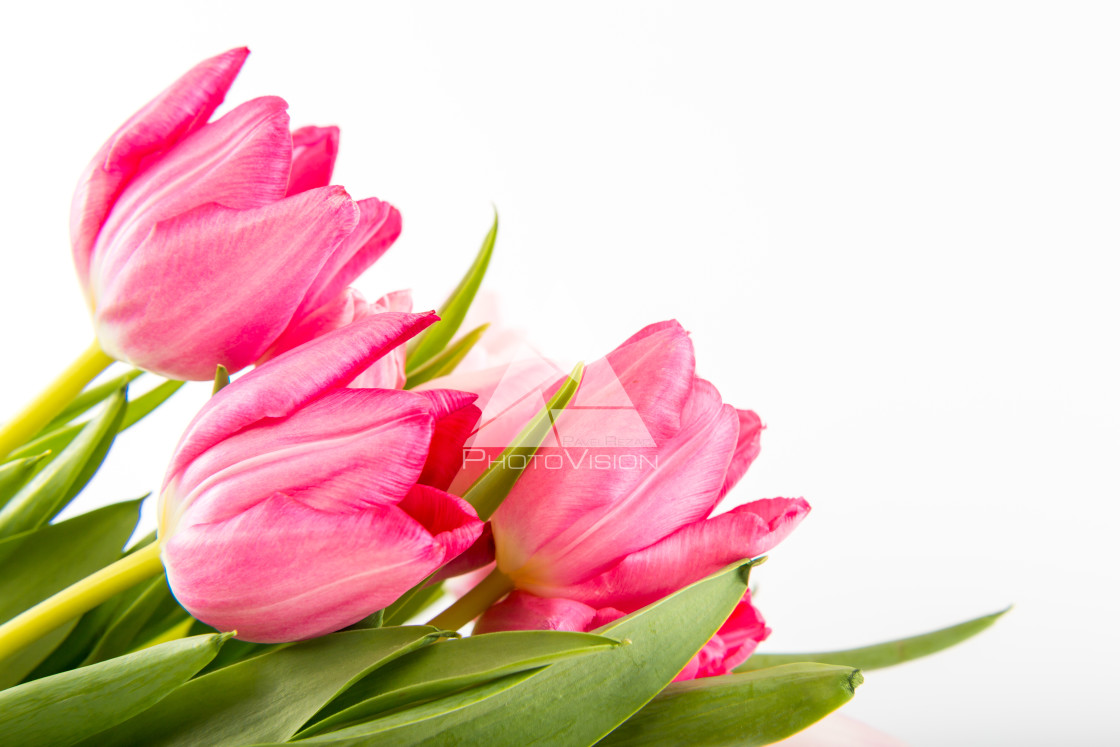 "Fresh spring tulips on white" stock image