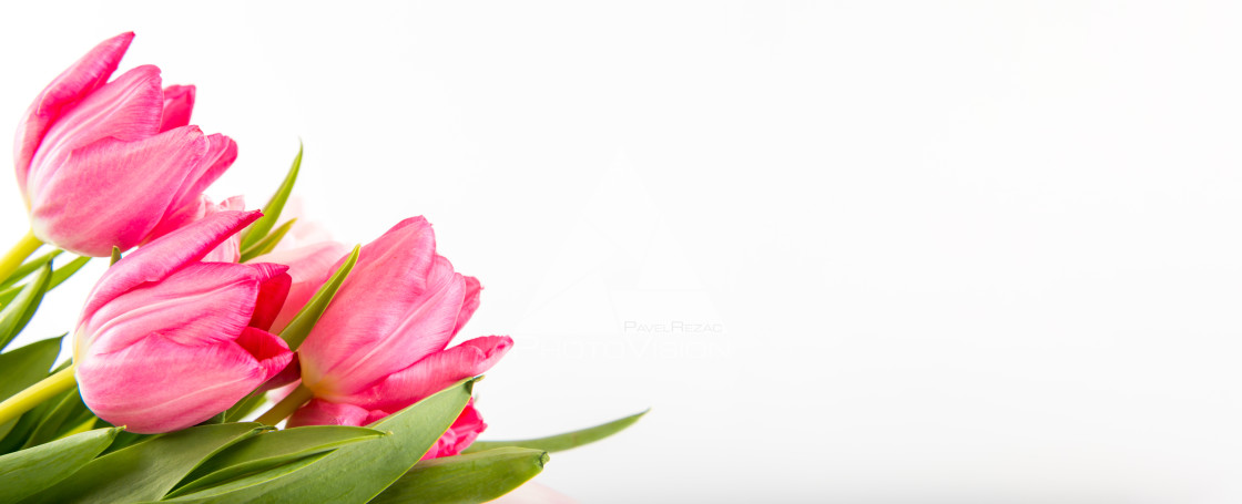 "Fresh spring tulips on white" stock image