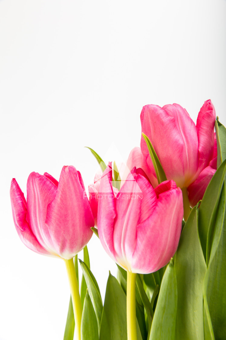 "Fresh spring tulips on white" stock image