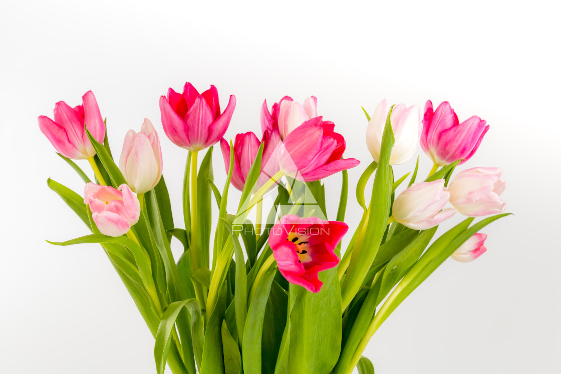 "Bouquet of fresh tulips" stock image