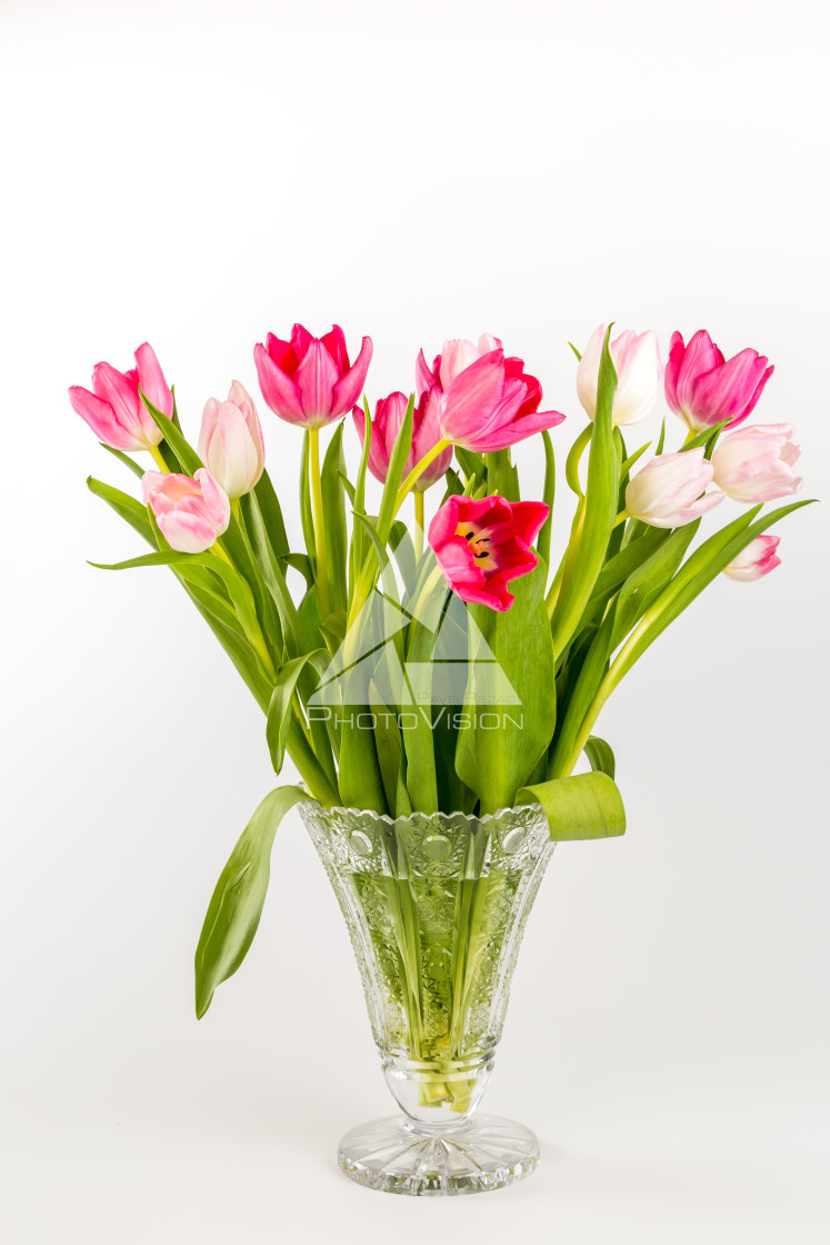 "Tulips in glass vase" stock image