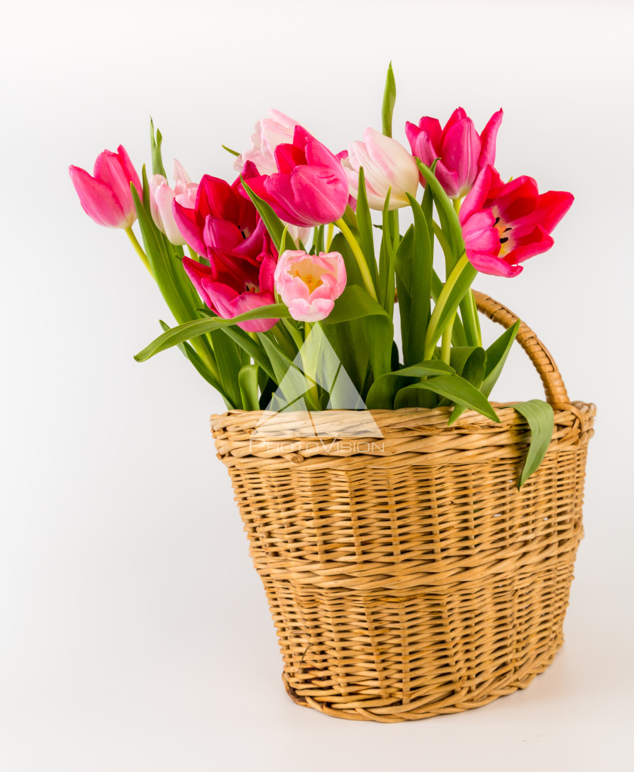 "Bouquet of fresh spring tulips" stock image