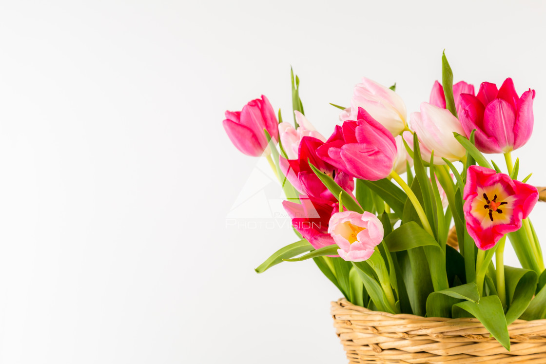 "Bouquet of fresh spring tulips" stock image