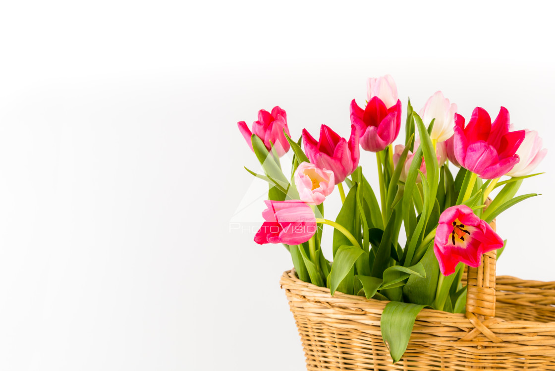 "Bouquet of fresh spring tulips" stock image