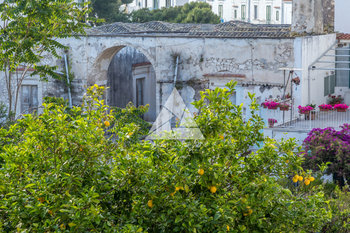 "Lemon garden on the terrace" stock image