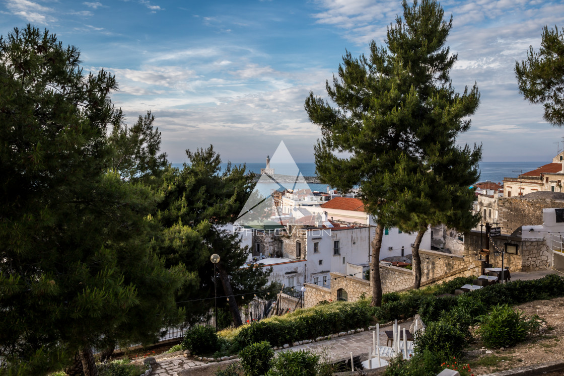 "Trees on city terraces" stock image