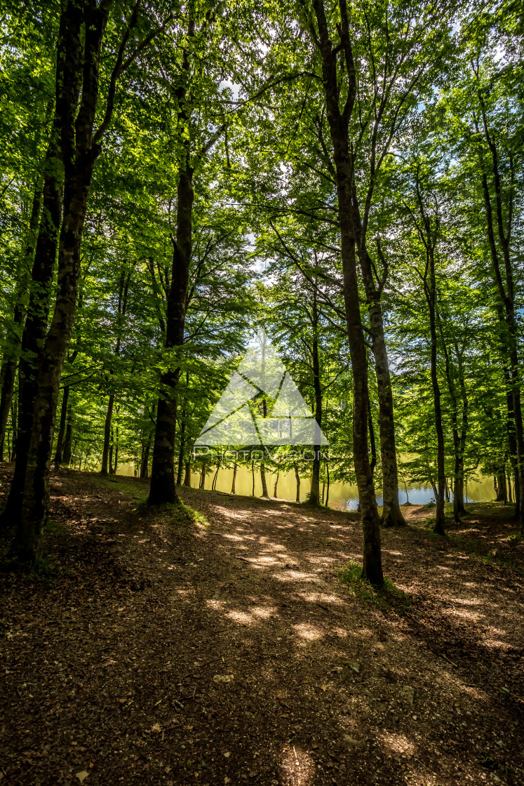 "Green deep forest" stock image