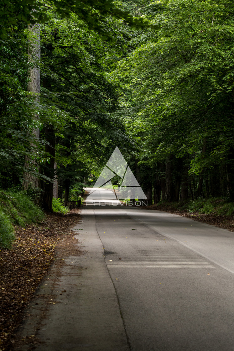 "Roads and paths in deep forest" stock image