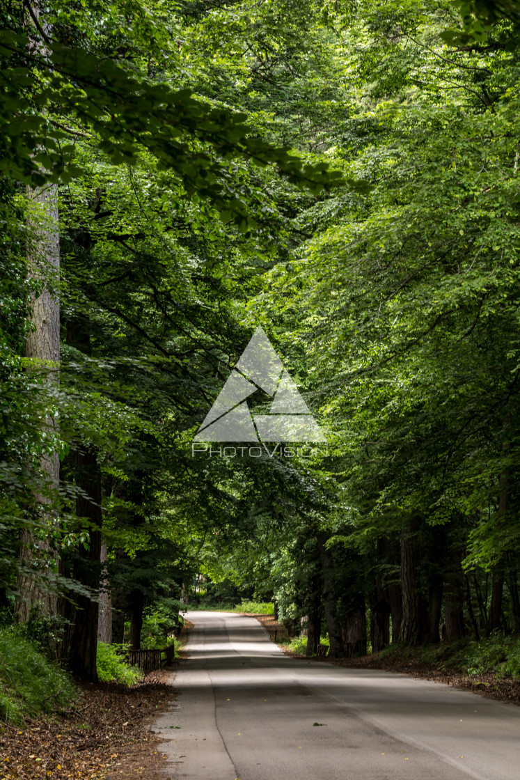 "Roads and paths in deep forest" stock image