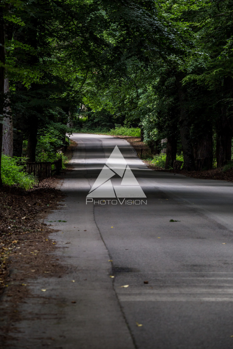 "Roads and paths in deep forest" stock image