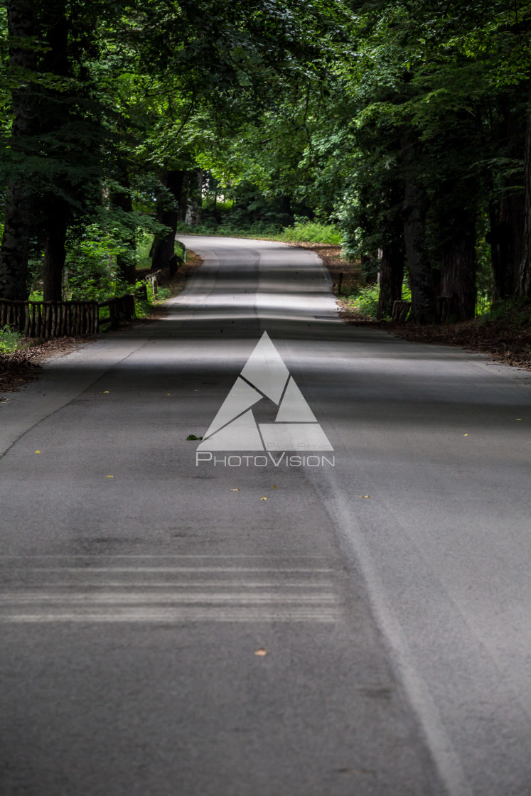 "Roads and paths in deep forest" stock image