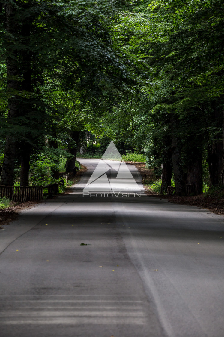 "Roads and paths in deep forest" stock image