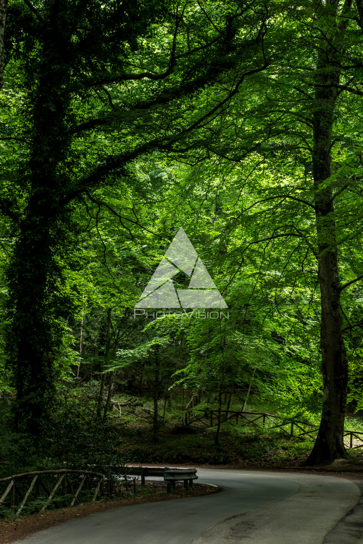 "Green deep forest" stock image