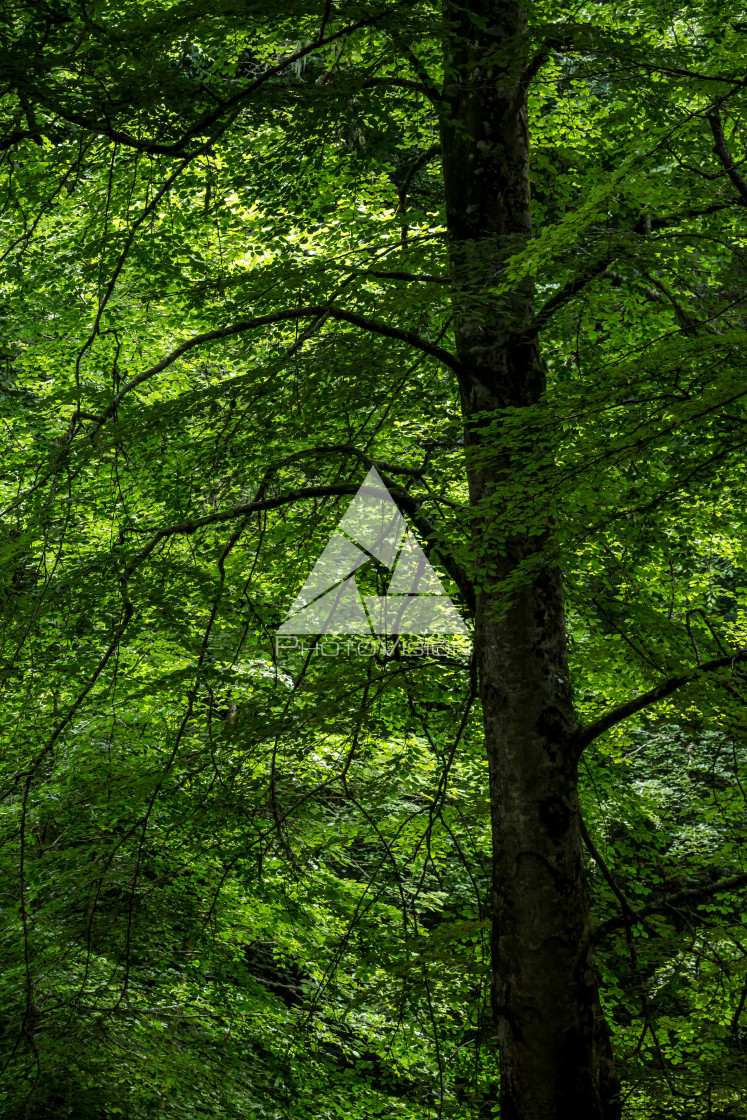 "Green deep forest" stock image