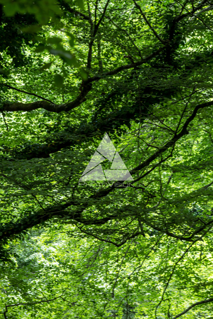 "Green deep forest" stock image