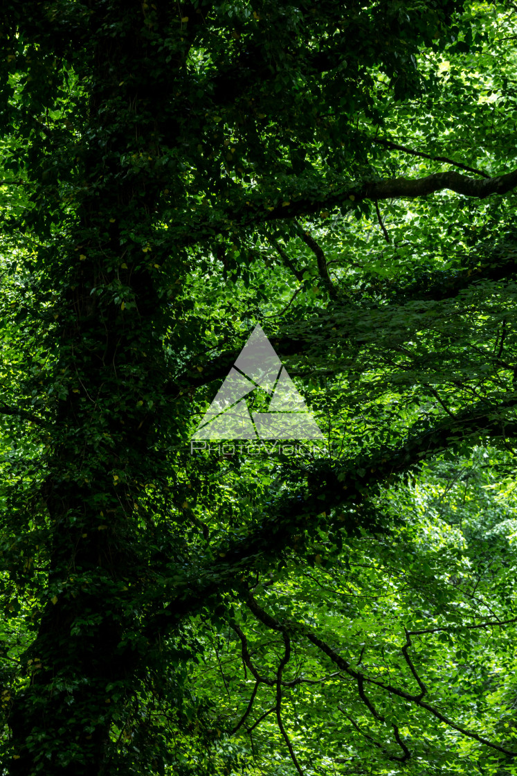 "Green deep forest" stock image