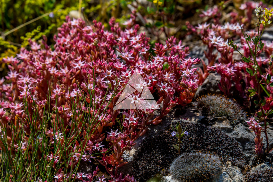 "details of colorful flowers" stock image