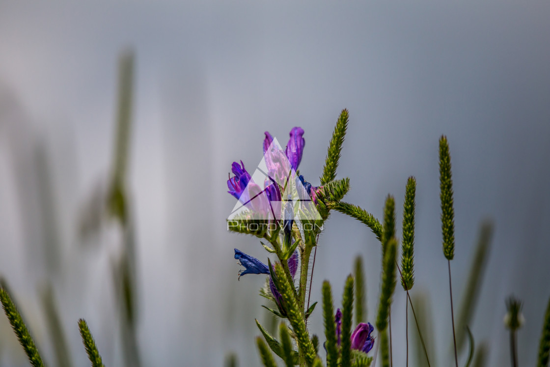 "details of colorful flowers" stock image