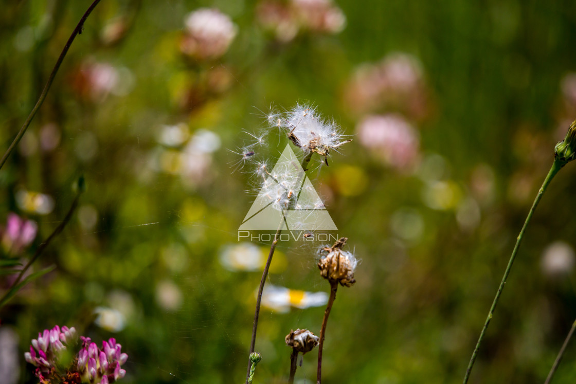 "details of colorful flowers" stock image